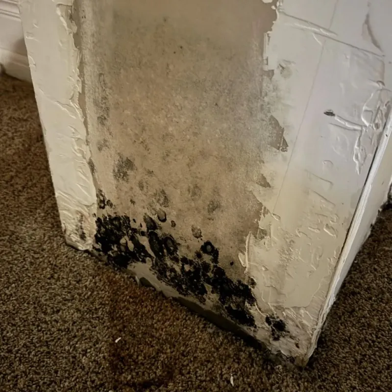 Professional Mold Removal in Inverness, FL